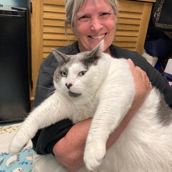 Patches the cat, who weighs 40.3 pounds, was adopted at the Richmond Animal Care and Control, the shelter posted on April 19, 2023.