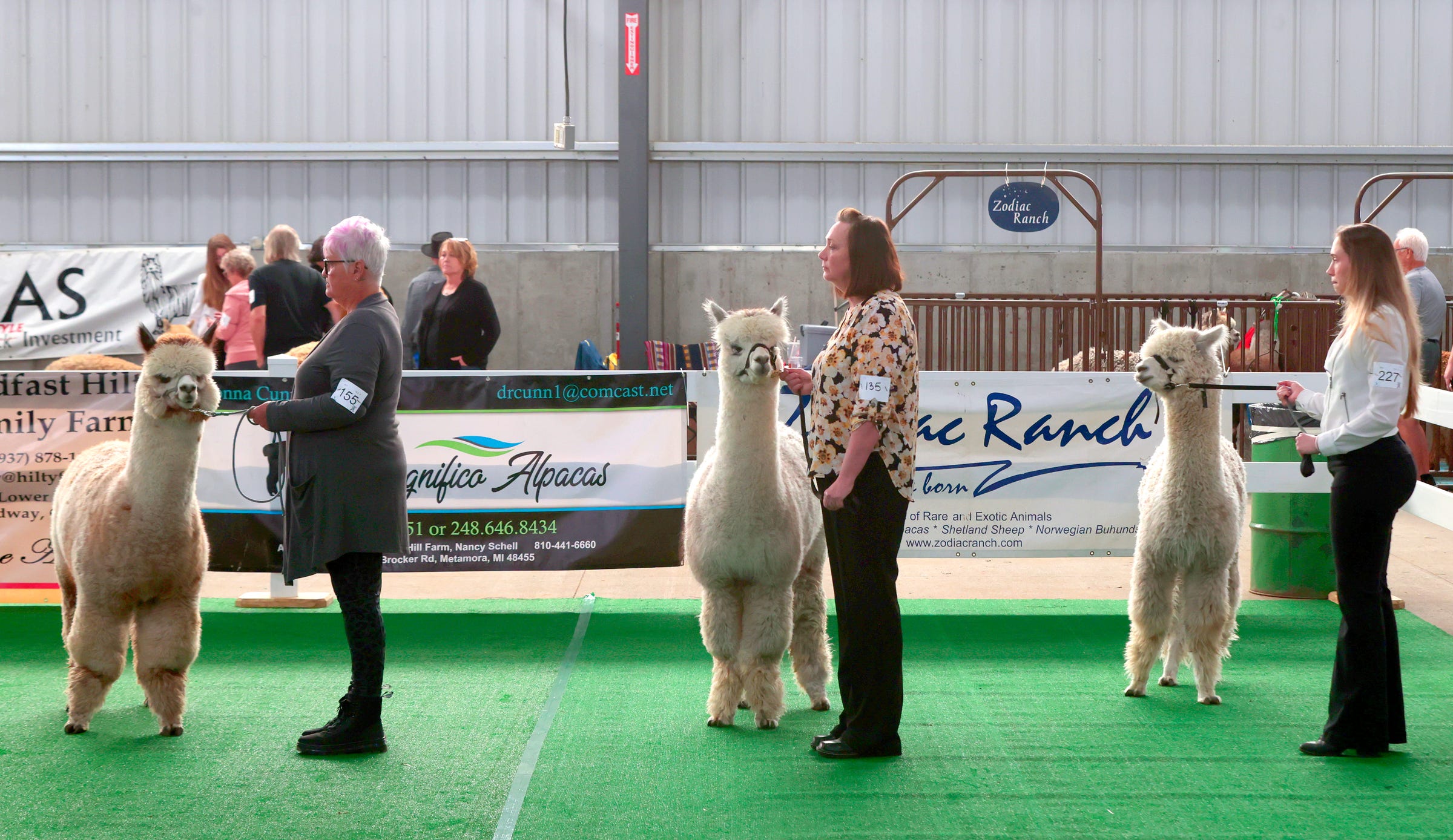 Michigan Alpaca Fest hosts 25th competition at Allegan Co. Fairgrounds