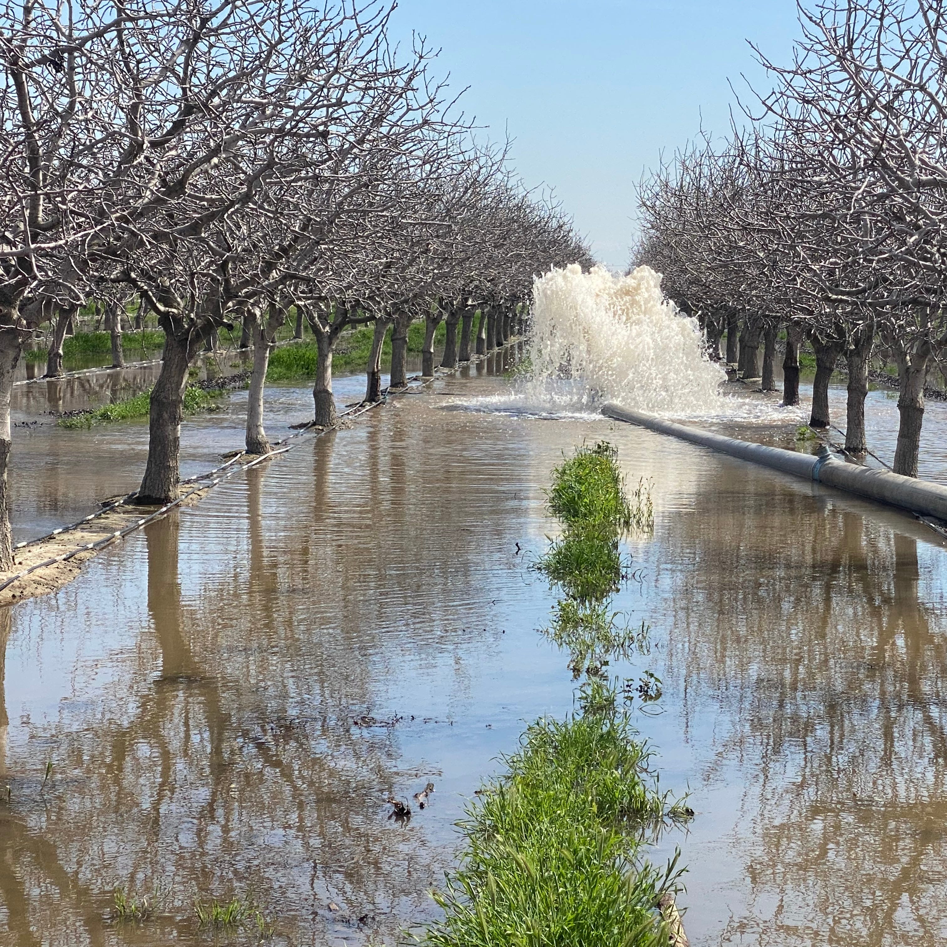 Water gushing from a pipe to flood a pistachio orchard owned by California farmer Don Cameron on March 18 2023. As the massive snows of the winter of 2022-2023 begin to melt, the north fork of the Kings river that runs alongside his farm is brimming. He is pumping 70,000 gallons of water a minute into his fields to flood them, allowing the water to soak deep into the earth and recharge the underground aquifers he relies on to irrigate in dry years.