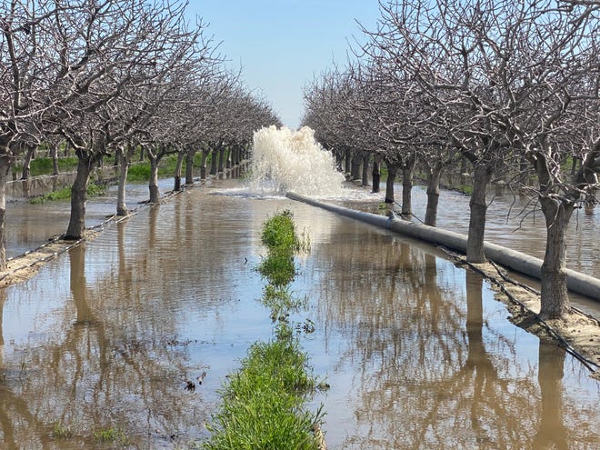 Water gushing from a pipe to flood a pistachio orchard owned by California farmer Don Cameron on March 18 2023. As the massive snows of the winter of 2022-2023 begin to melt, the north fork of the Kings river that runs alongside his farm is brimming. He is pumping 70,000 gallons of water a minute into his fields to flood them, allowing the water to soak deep into the earth and recharge the underground aquifers he relies on to irrigate in dry years.