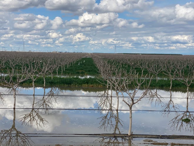 Snowy egrets in a flooded pistachio orchard owned by California farmer Don Cameron on March 20, 2023. As the massive snows of the winter of 2022-2023 begin to melt, the north fork of the Kings river that runs alongside his farm is brimming. He is pumping 70,000 gallons of water a minute into his fields to flood them, allowing the water to soak deep into the earth and recharge the underground aquifers he relies on to irrigate in dry years.