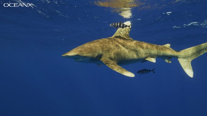 An oceanic whitetip shark off Cat Island in the Bahamas.