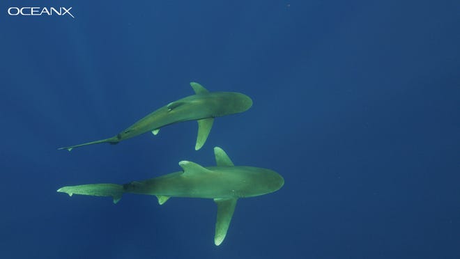 Researchers say this parallel swimming is a courtship behavior among oceanic whitetip sharks. The video was captured in July 2019 by researchers working off the Bahamas aboard the OceanX vessel Alucia.