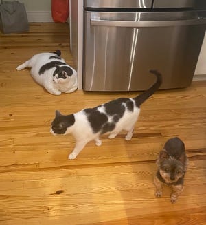 Patches the cat (left), Wellesley the cat (middle) and Bella, the yorkie. Patches was adopted by Kay Ford in April 2023 after the Richmond Animal Care and Control posted about him online. At the time, he weighed about 40 pounds.