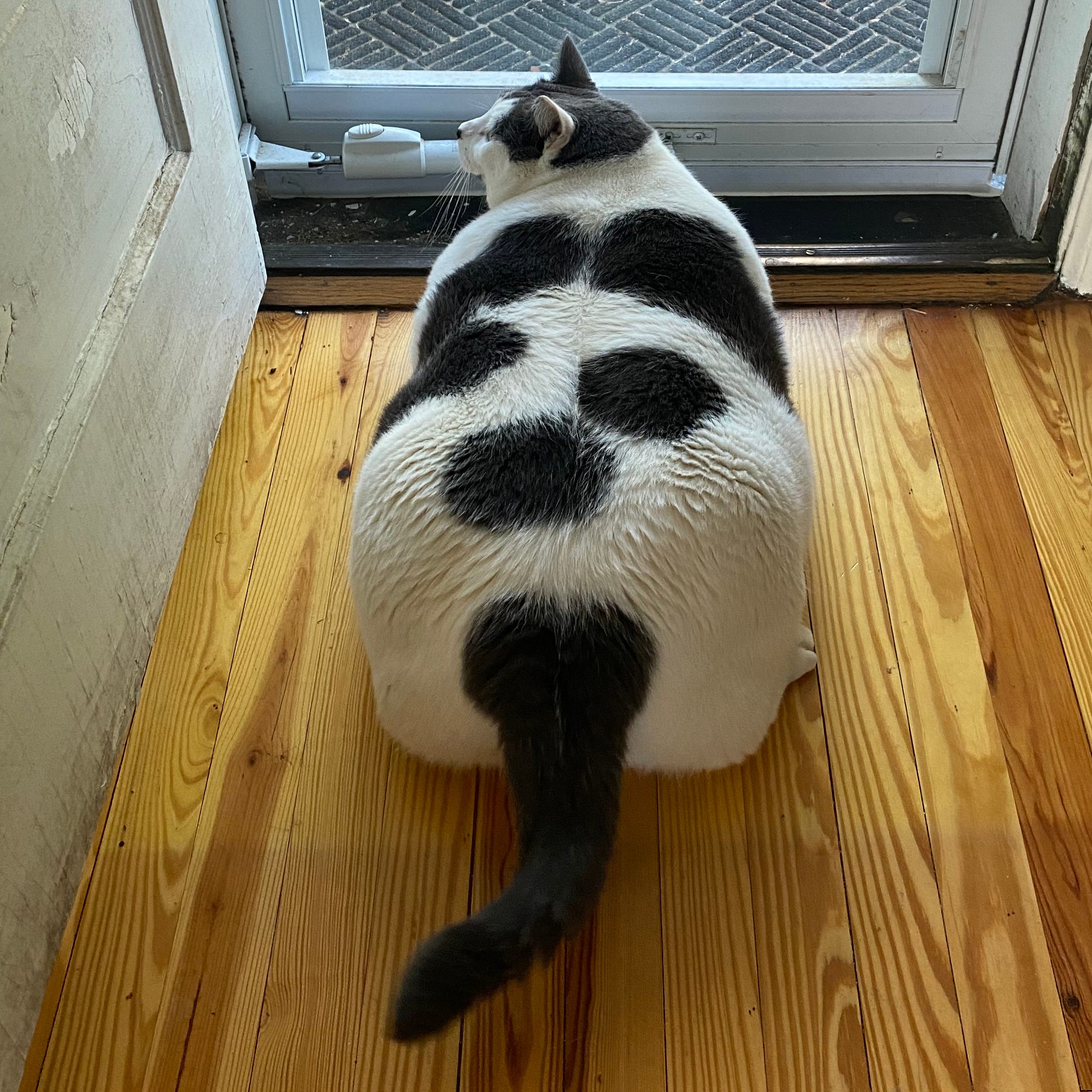 Patches the cat, who was adopted in April 2023 by Kay Ford after Richmond Animal Care and Control posted about him online. At the time, he weighed about 40 pounds.