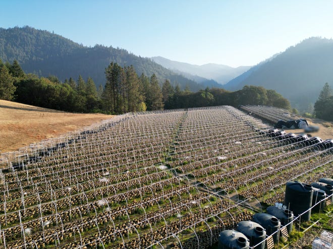 Rows of illegal marijuana plants in Southern Oregon.