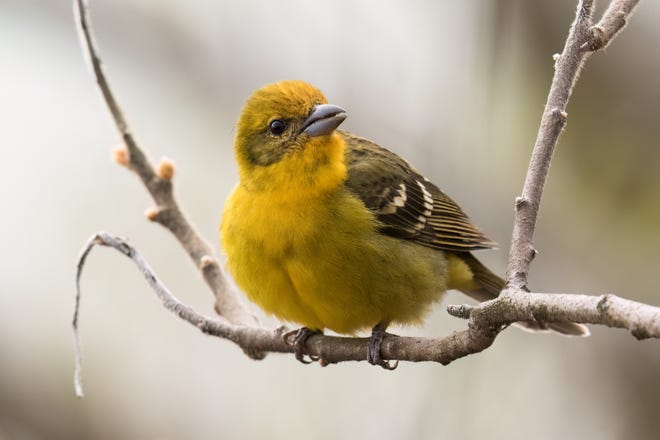 30 millones de aves de América Central y del Sur migrarán a Wisconsin