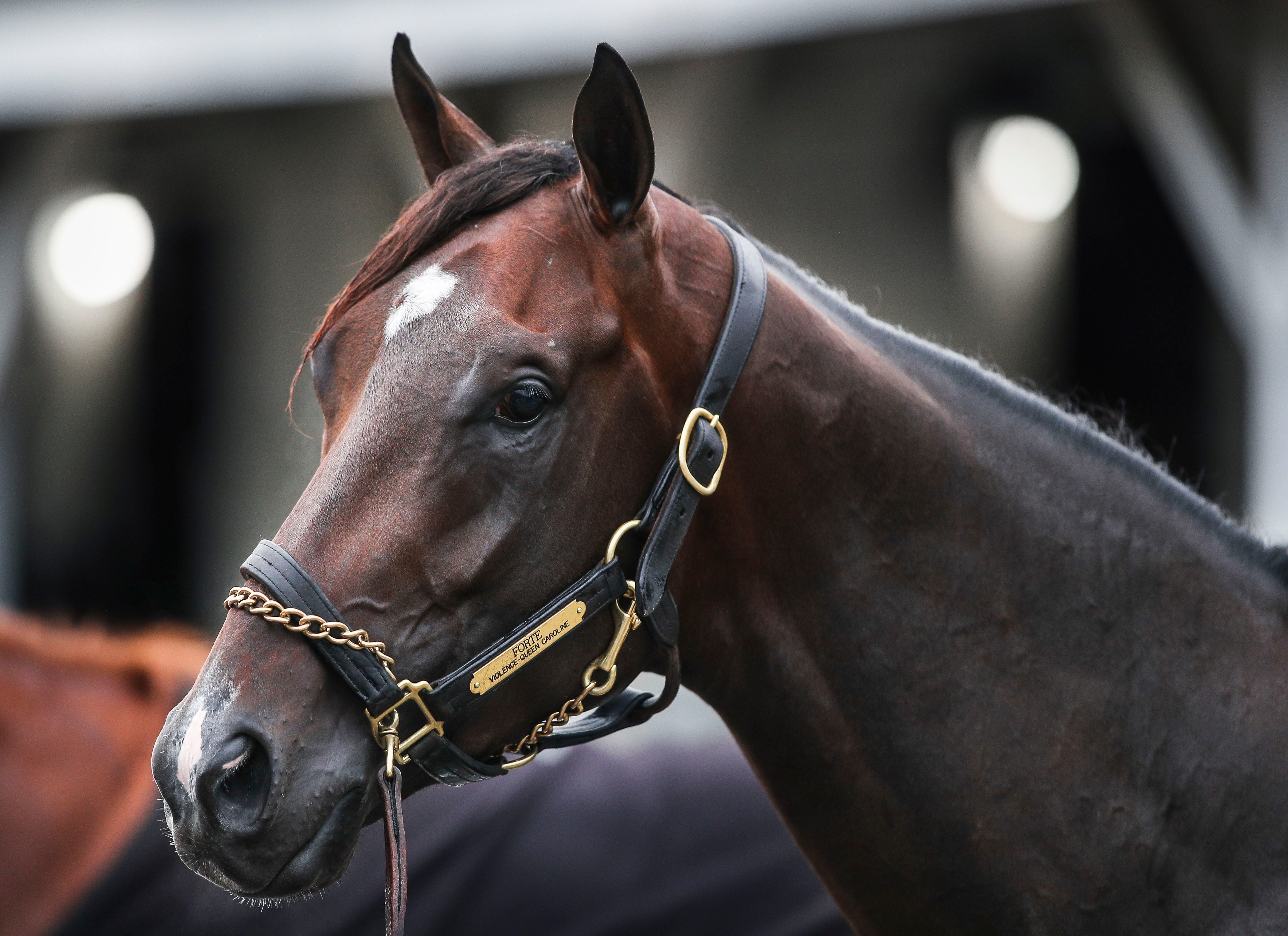 Forte is Kentucky Derby favorite, but don't count out Tapit Trice