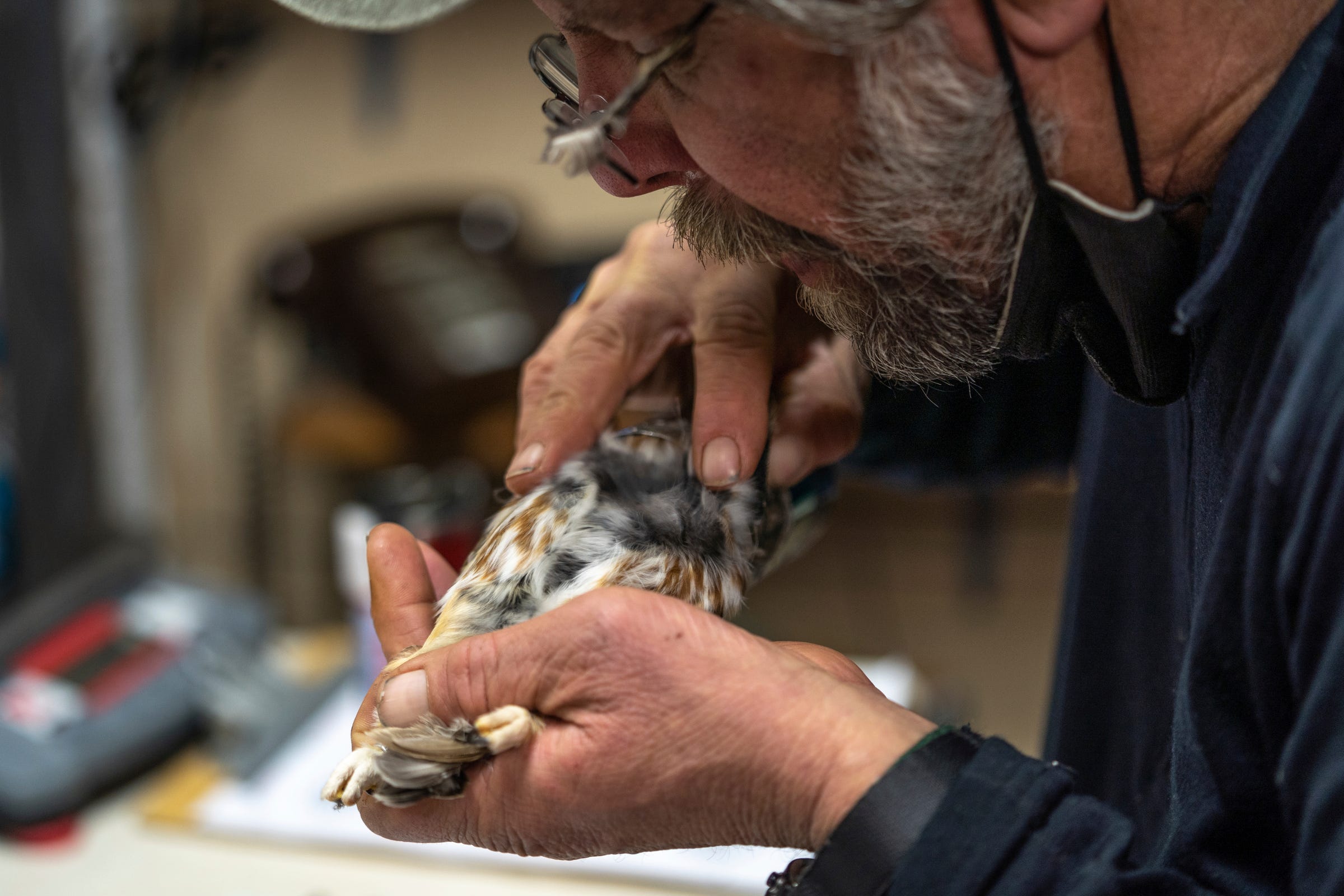 Owl bander Chris Neri blows on the feathers of a Northern Saw-whet owl while checking the furcular hollow where fat is stored while documenting and banding owls captured at the Whitefish Point Bird Observatory in Paradise located in Michigan's Upper Peninsula on Friday, April 21, 2023, during their spring migration through the area along Lake Superior.