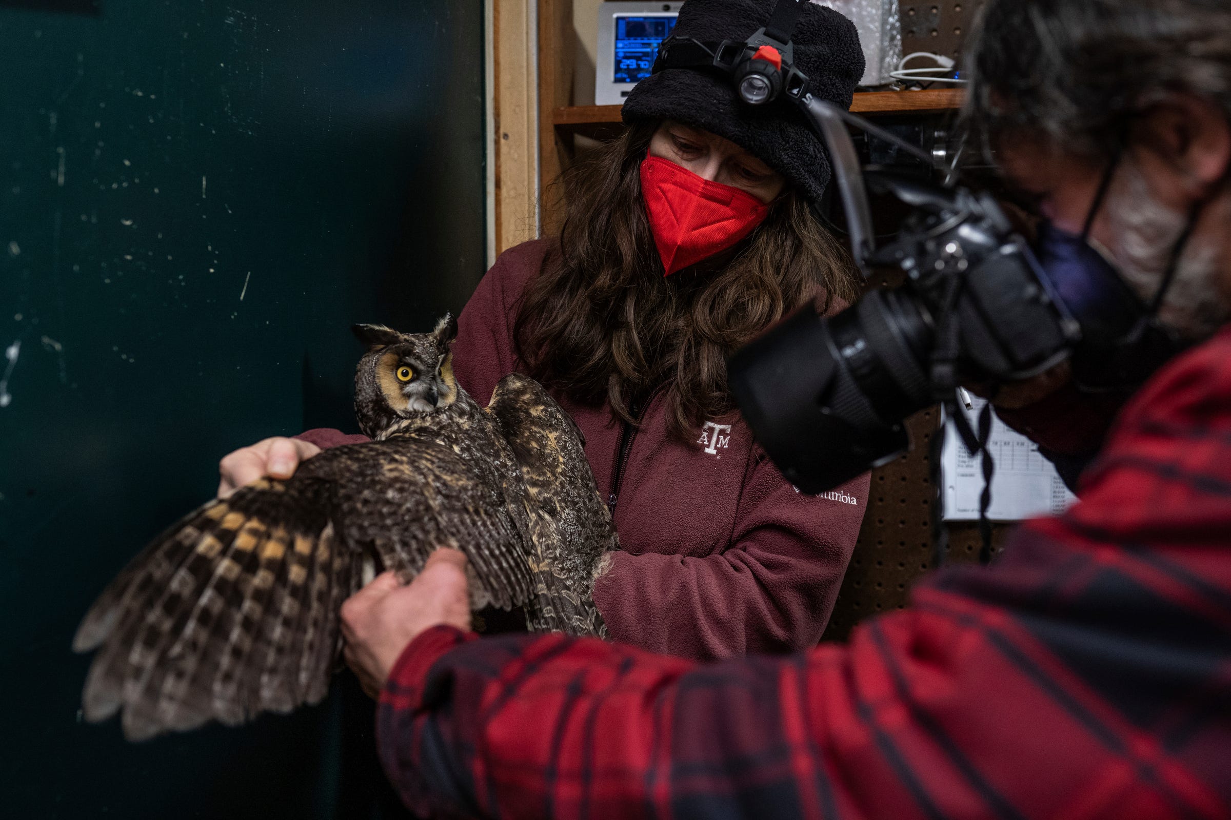 Owl bander Nova Mackentley, left, helps hold a long-eared owl for fellow bander Chris Neri, to photograph in the banding lab at the Whitefish Point Bird Observatory in Paradise located in Michigan's Upper Peninsula early Friday, April 21, 2023, as they work to document the owls caught during their spring migration. The Banders often post photos taken in front of the green door to a blog following their progress through the season on the Whitefish Point Bird Observatory's website.