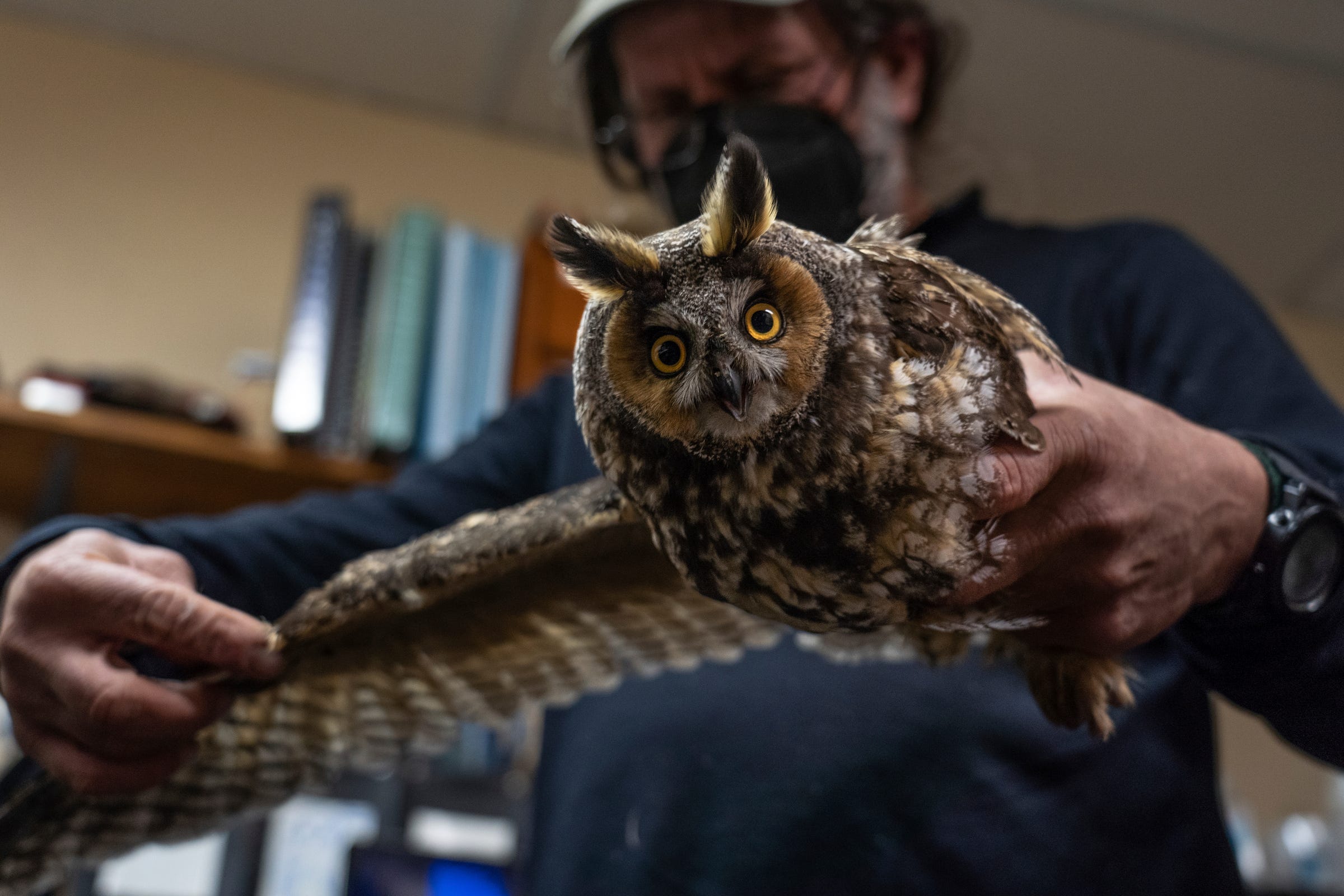 Owl bander Chris Neri checks the molt pattern on the wing of a long-eared owl that was captured while documenting and banding owls during their spring migration in a lab located in the back of a former gift shop at Whitefish Point Bird Observatory in Paradise located in Michigan's Upper Peninsula on Friday, April 21, 2023.