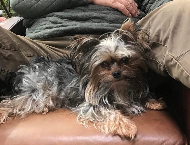 ChewB, a 6-year-old Yorkie owned by North Carolina residents John and Nancy Koerber, survived a bear attack on April 27.
