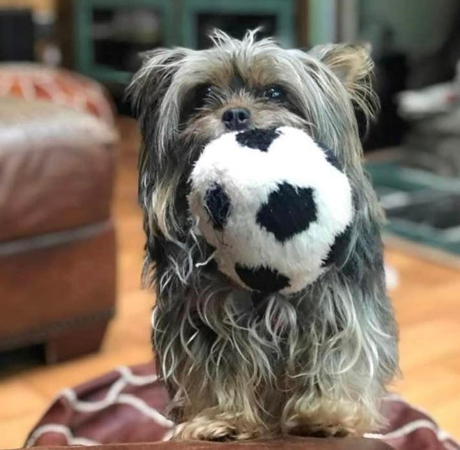 ChewB is a 6-year-old Yorkie owned by North Carolina couple John and Nancy Koerber. John Koerber and ChewB survived a bear attack in his front yard on April 27.