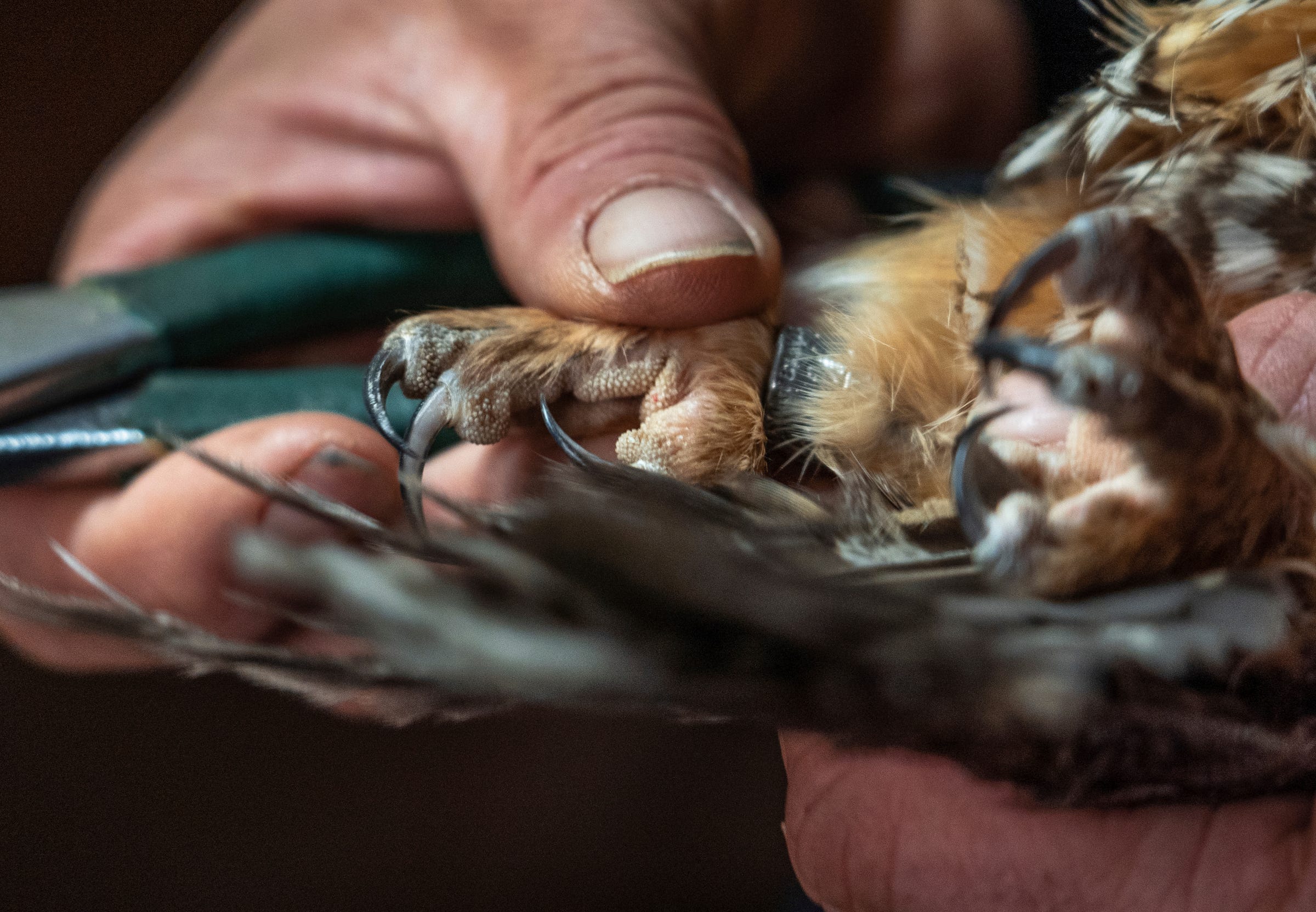 Owl bander Chris Neri works on banding a long-eared owl captured at the Whitefish Point Bird Observatory in Paradise located in Michigan's Upper Peninsula on Friday, April 21, 2023, during their spring migration through the area along Lake Superior.