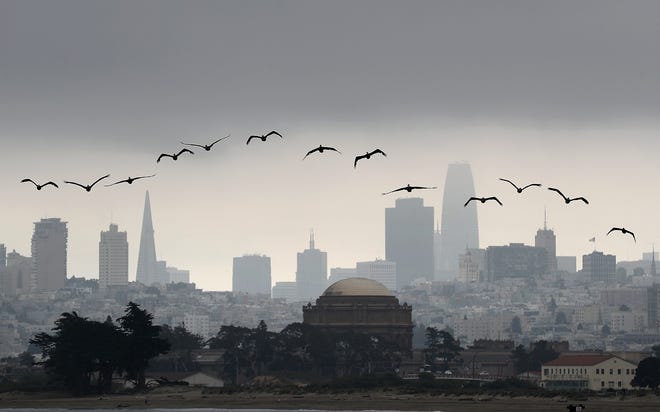 Brown pelicans fly in front of the San Francisco skyline on August 17, 2018 in San Francisco, California.