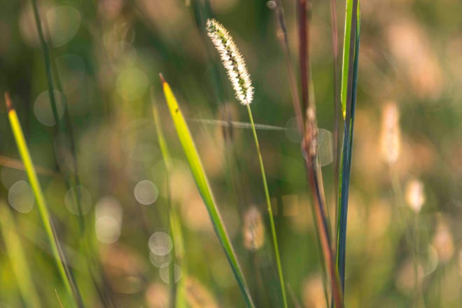Το Κάνσας γίνεται όλο και πιο γνωστό για τις εποχιακές του αλλεργίες Το Κάνσας γίνεται όλο και πιο γνωστό για τις εποχιακές του αλλεργίες