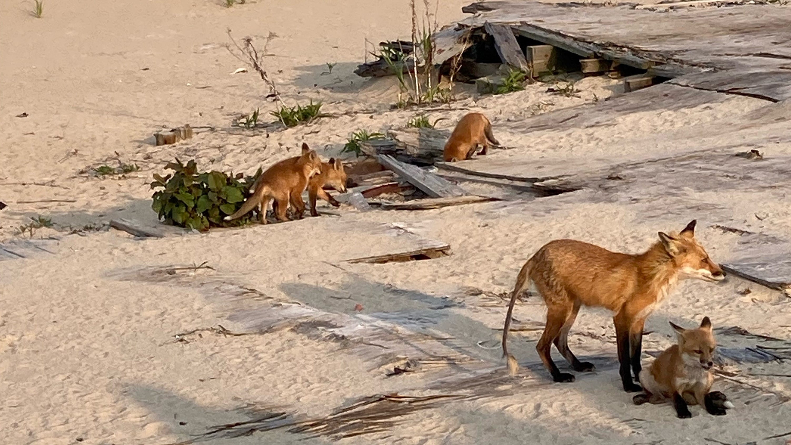 Ocean Grove NJ Residents spot family of red foxes on beach