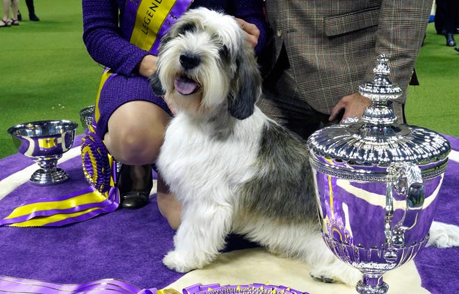 Buddy Holly, the Petit Basset Griffon Vendéen, won Best in Show.