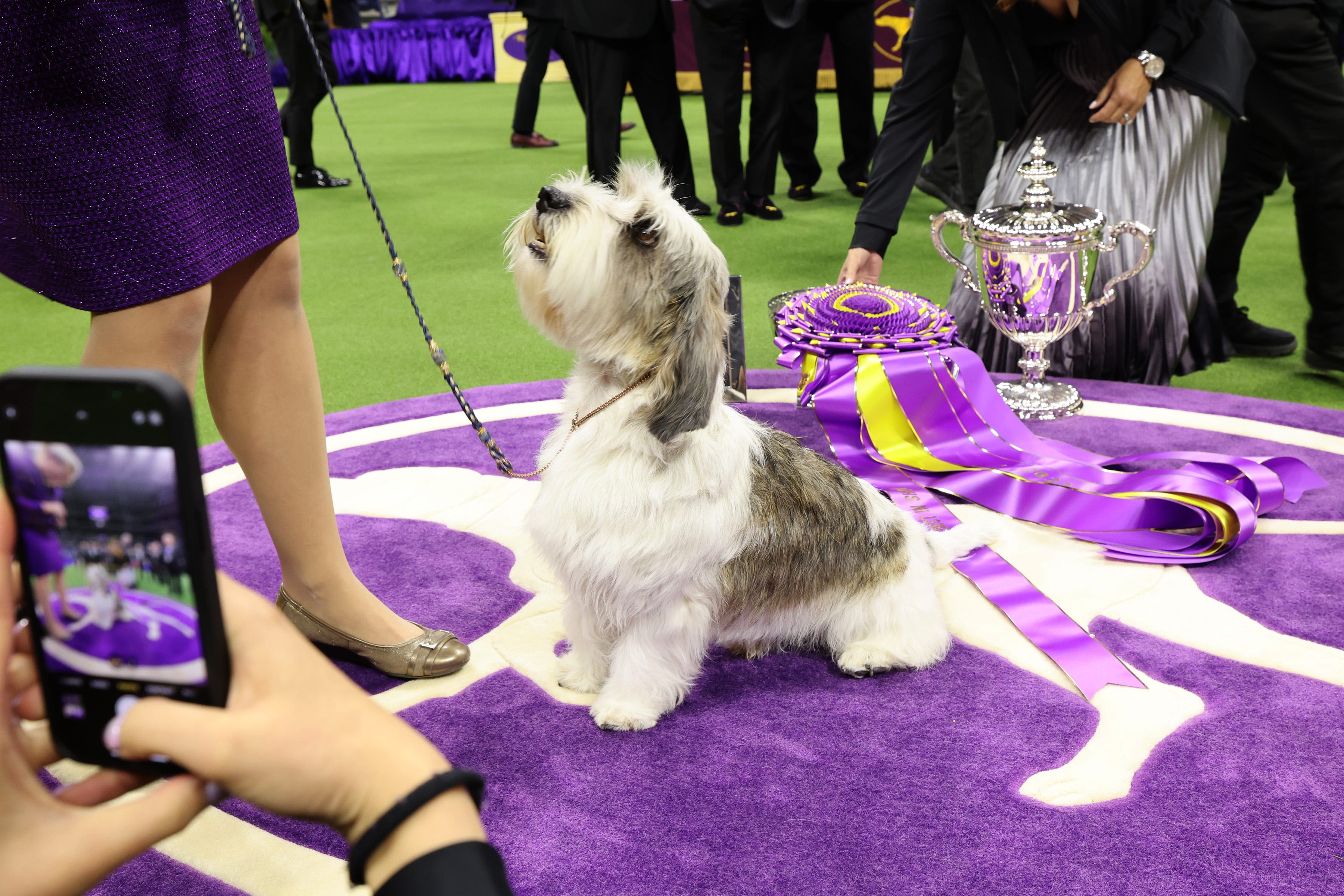 Meet Buddy Holly, Westminster Dog Show winner for 'Best in Show'