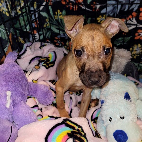 Hand out image of Matilda, who was found abandoned and starving in Neptune. Photo courtesy of Monmouth County SPCA