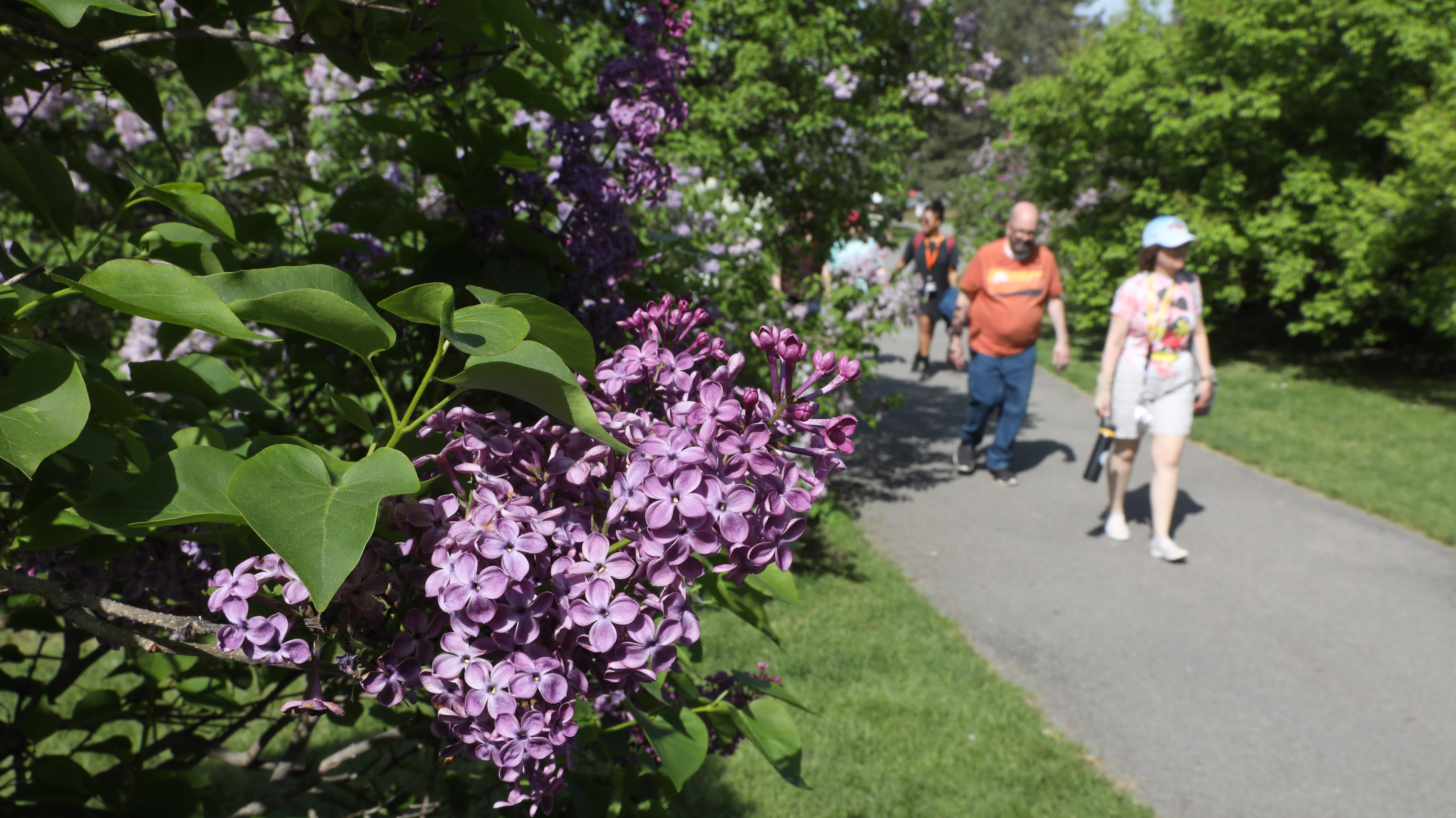 Will blooms be at peak for the Lilac Festival? Here's the prediction