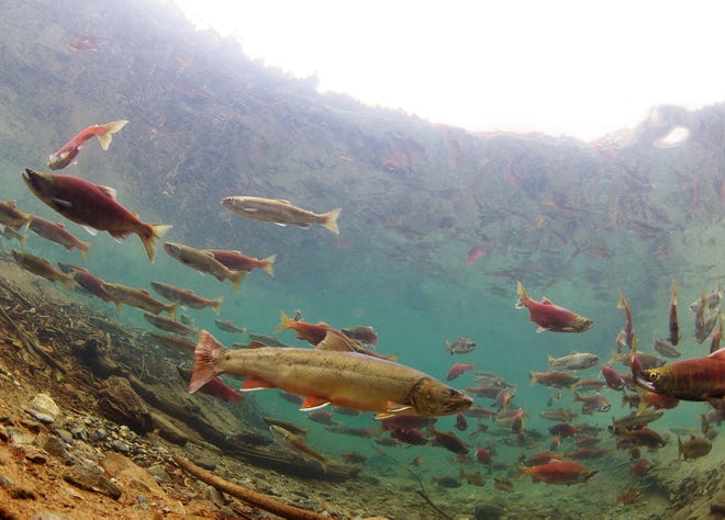 A bull trout, center, is surrounded by kokanee salmon in Gold Creek in Washington state. Bull trout are among the species that have been reintroduced in habitats where they once lived.
