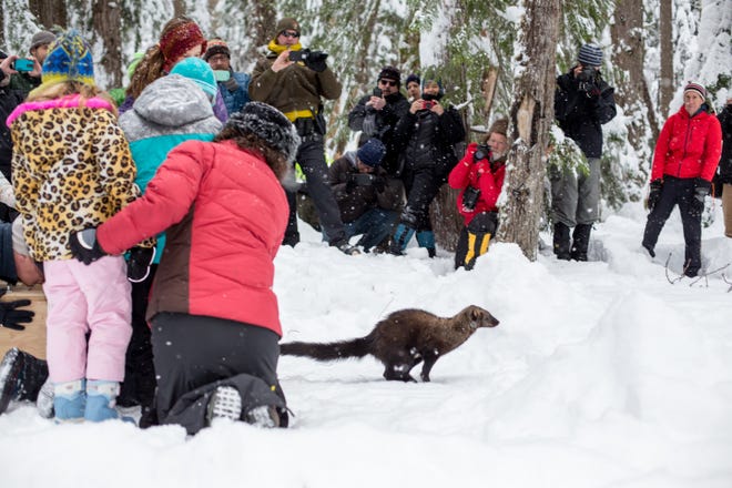 A fisher, a member of the weasel family, is released in Mount Rainier National Park in 2016. Washington state has had success reintroducing fishers to habitat where they once lived.
