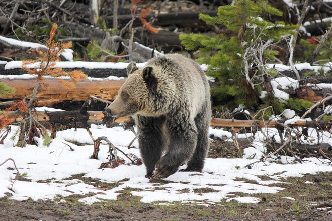 Federal and state officials are considering a proposal to reintroduce grizzly bears in
Washington’s North Cascades National Park.
