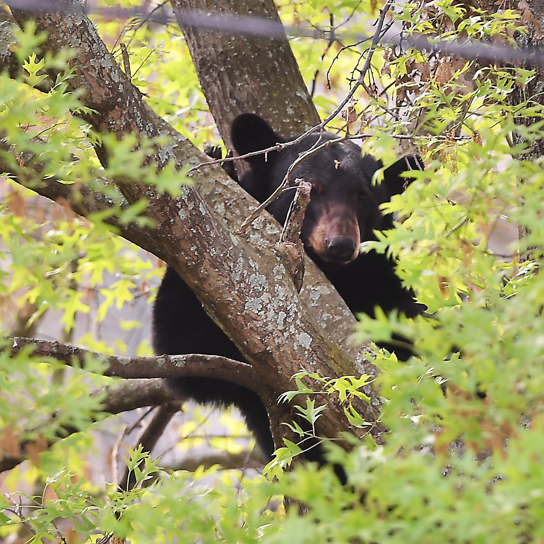 A black bear was spotted stuck in a tree outside First Presbyterian Church Thursday morning in downtown Spartanburg. A crowd quickly formed outside the church, located on the corner of East Main Street and Chestnut Street, to observe the commotion.