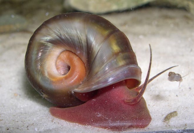 The magnificent ramshorn, a freshwater snail, has lost its habitat in North Carolina coastal ponds due to sea level rise. A proposal from the U.S. Fish and Wildlife Service would allow endangered species like the magnificent ramshorn to be moved to areas outside of their historic range to help them survive climate change.