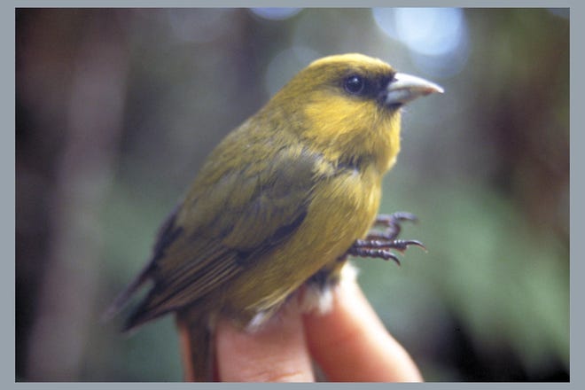 A Hawaiian honeycreeper known as the `Akeke`e is threatened by climate change as mosquitoes and avian malaria advance into upper elevation forests.