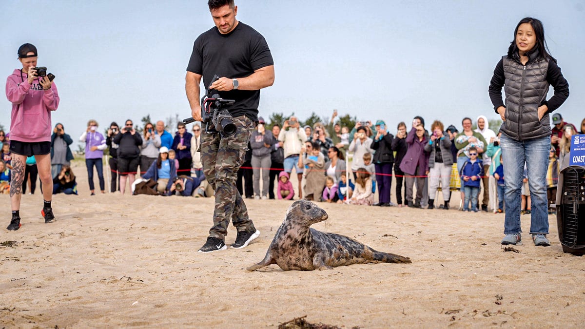 Rehabilitated seal is returned to the water in Charlestown why its becoming more common Rehabilitated seal is returned to the water in Charlestown why its becoming more common