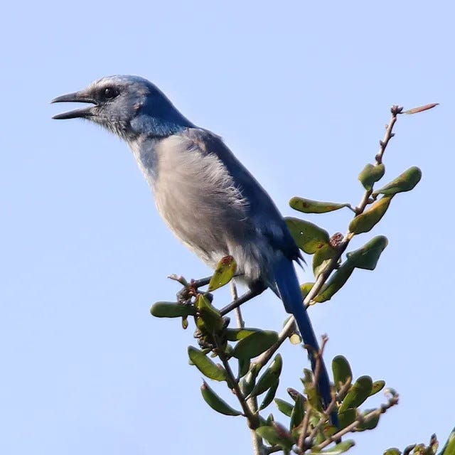 A Florida scrub jay sits atop an oak at Blue Spring State Park in Orange City, Florida. The birds, endemic to Florida, are among the nation's most imperiled birds.