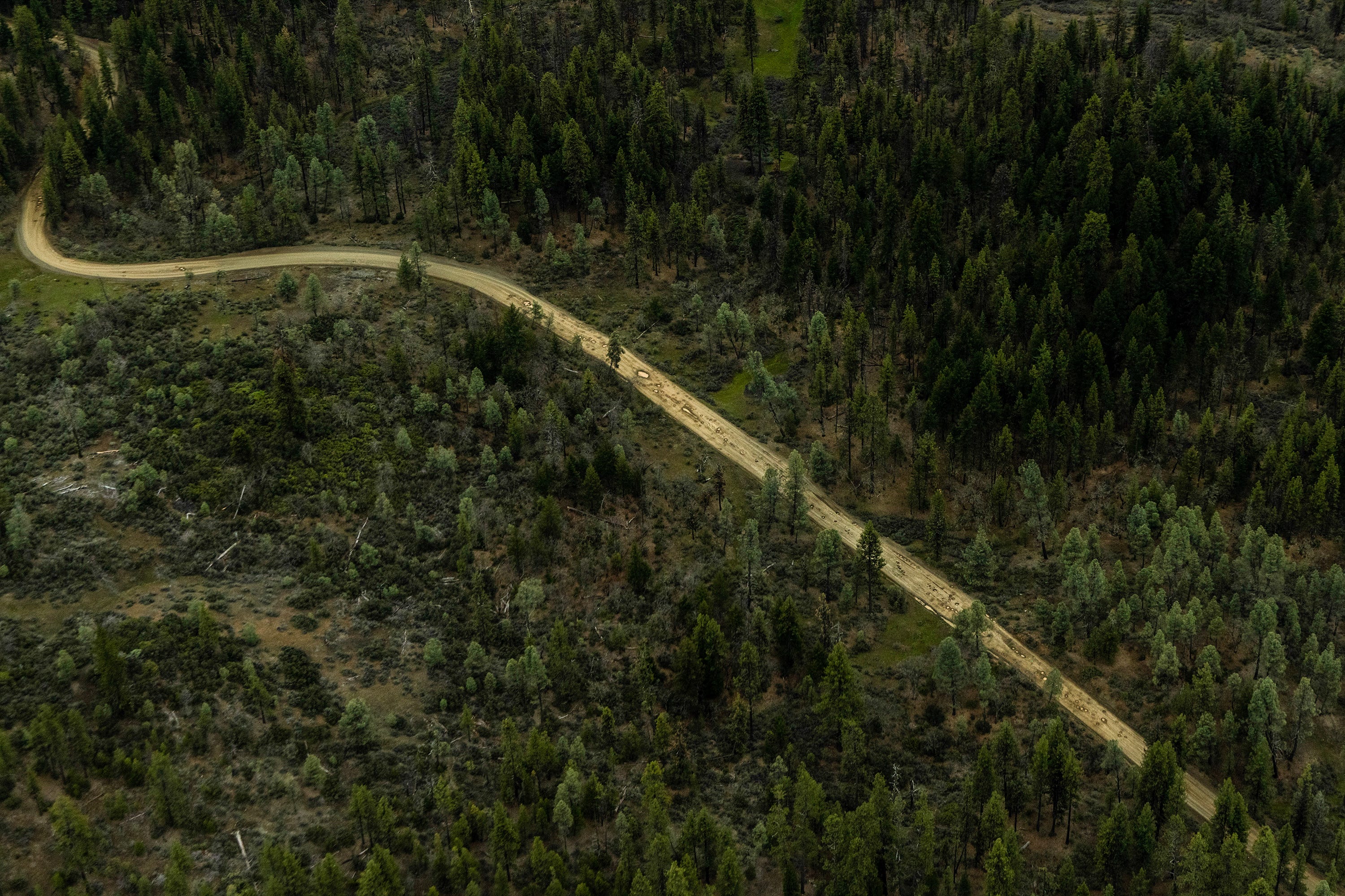 Criminal syndicates and other cannabis cultivators sometimes bulldoze their own roads, rough and with deep potholes, through the Northern California wilderness.