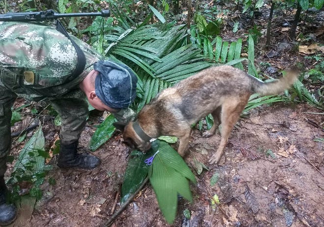 A handout picture released by the Colombian army shows a soldier with a dog checking a pair of scissors found in the forest in a rural area of the municipality of Solano, department of Caqueta, Colombia, on May 17, 2023. More than 100 soldiers with sniffer dogs are following the "trail" of four missing children in the Colombian Amazon after a small plane crash that killed three adults, the military said Wednesday.