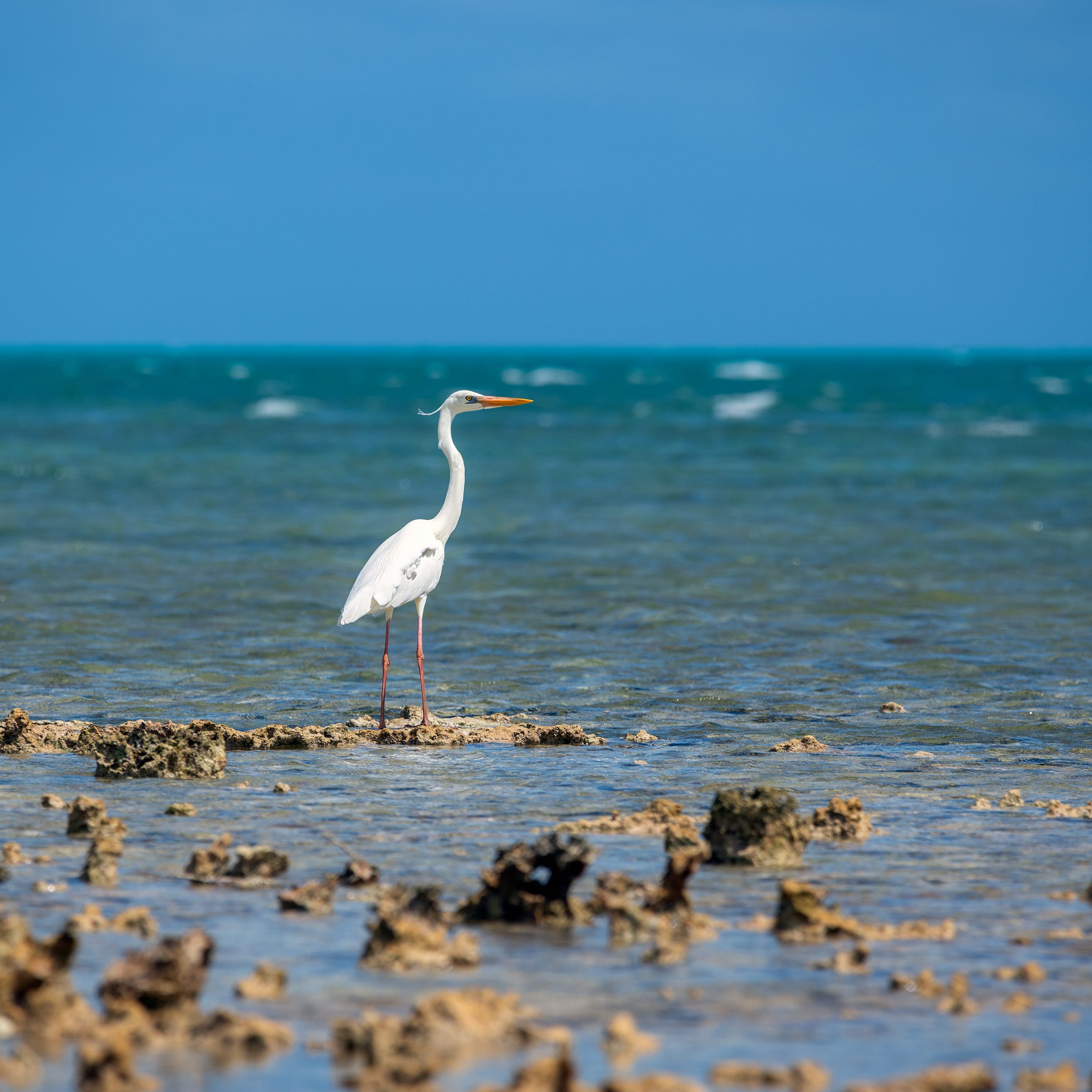 Birding is a popular activity at Biscayne National Park.