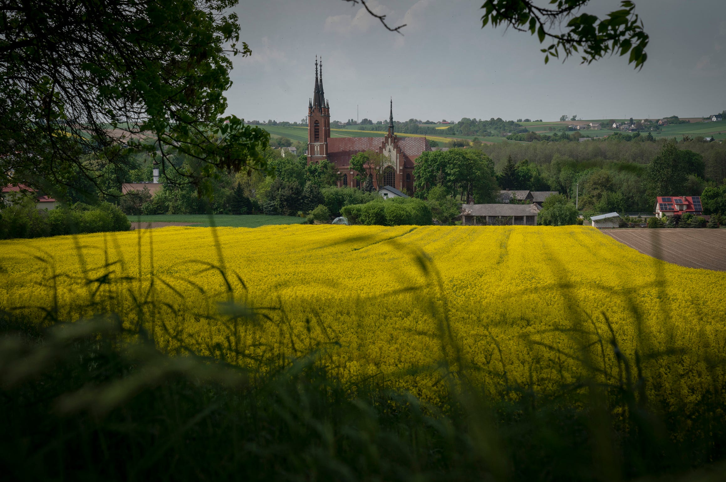 Fields of rapeseed can be seen all over eastern Poland on Saturday, May 20, 2023.