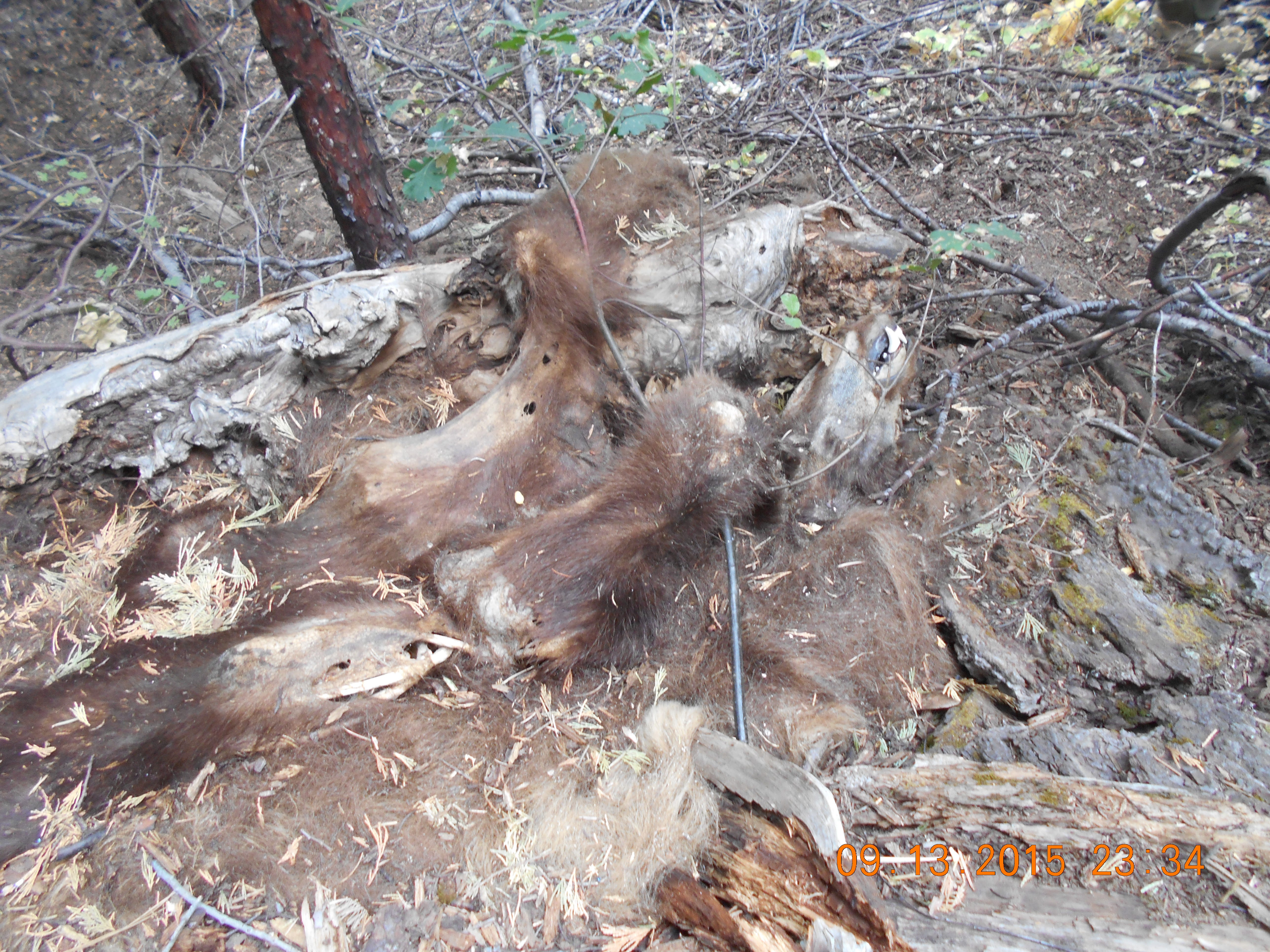 The remains of a dead black bear discovered on an illegal marijuana cultivation site.