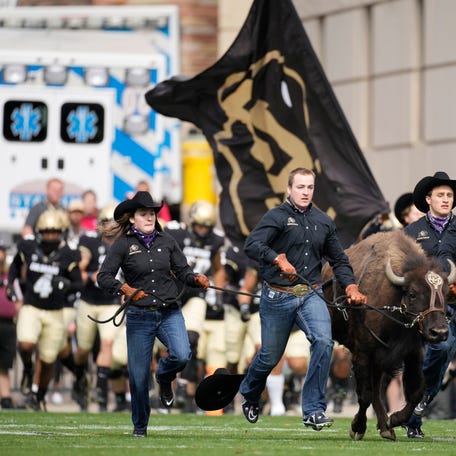 Handlers guide Colorado mascot Ralphie VI in ceremonial run before the second half of an NCAA college football game in Folsom Field Saturday, Oct. 15, 2022, in Boulder, Colo.