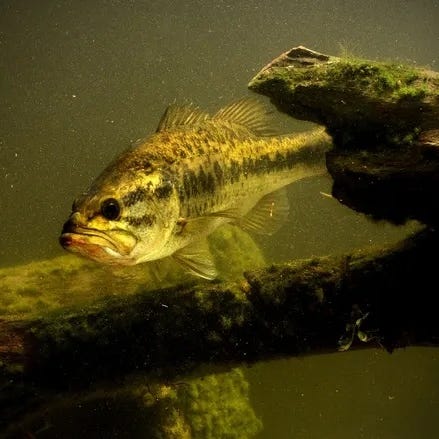 Bass
