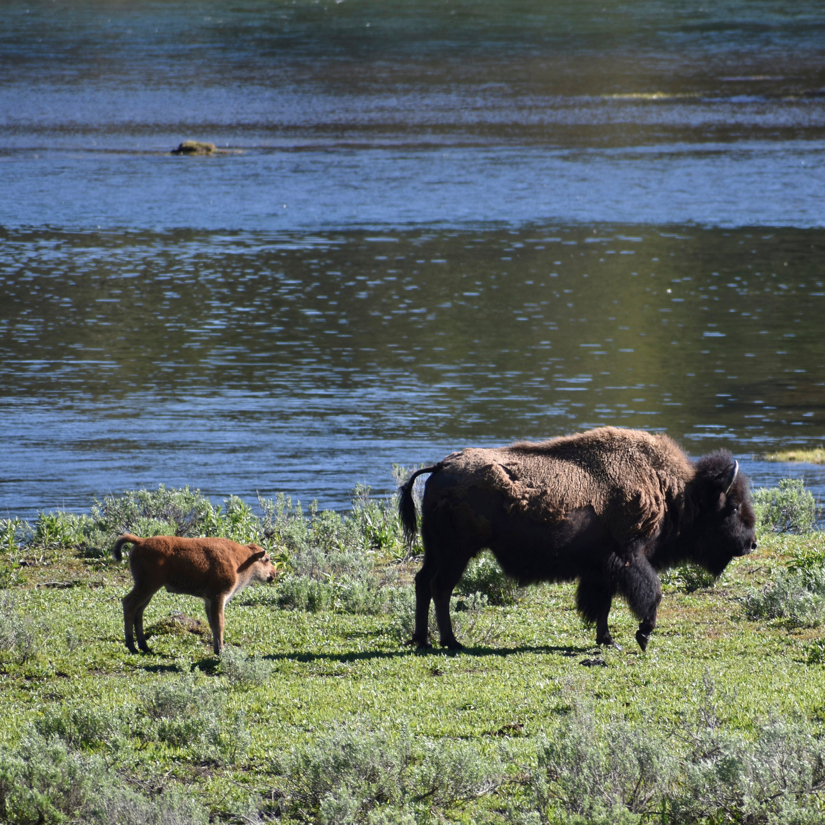 A female bison and calf are seen near the Yellowstone River in Wyoming's Hayden Valley in Yellowstone National Park.