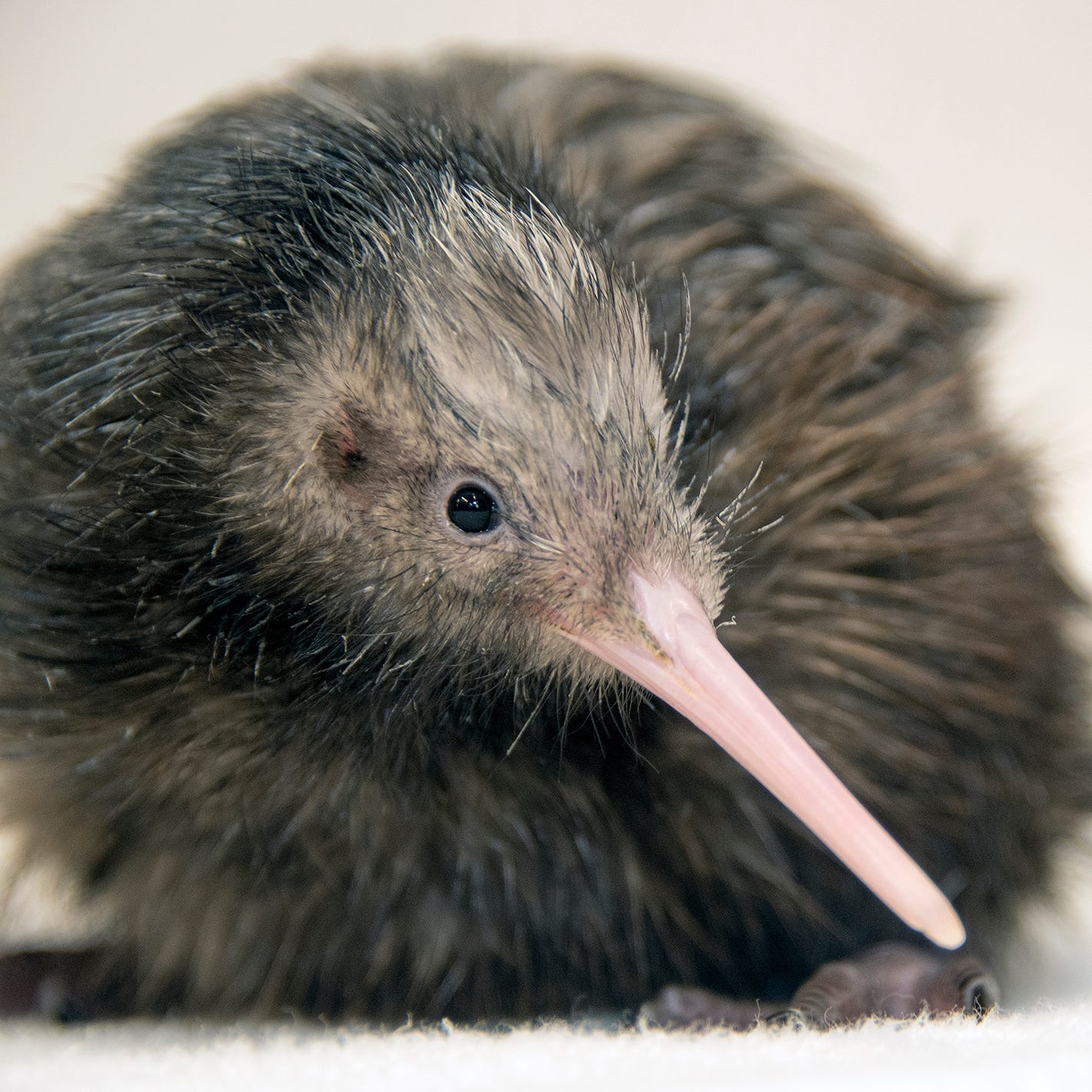 Zoo Miami has apologized for mistreating a kiwi bird.