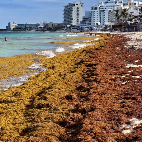 May 23, 2023: Sargassum algae piles up along the shore at a beach in Cancun, Quintana Roo State, Mexico.