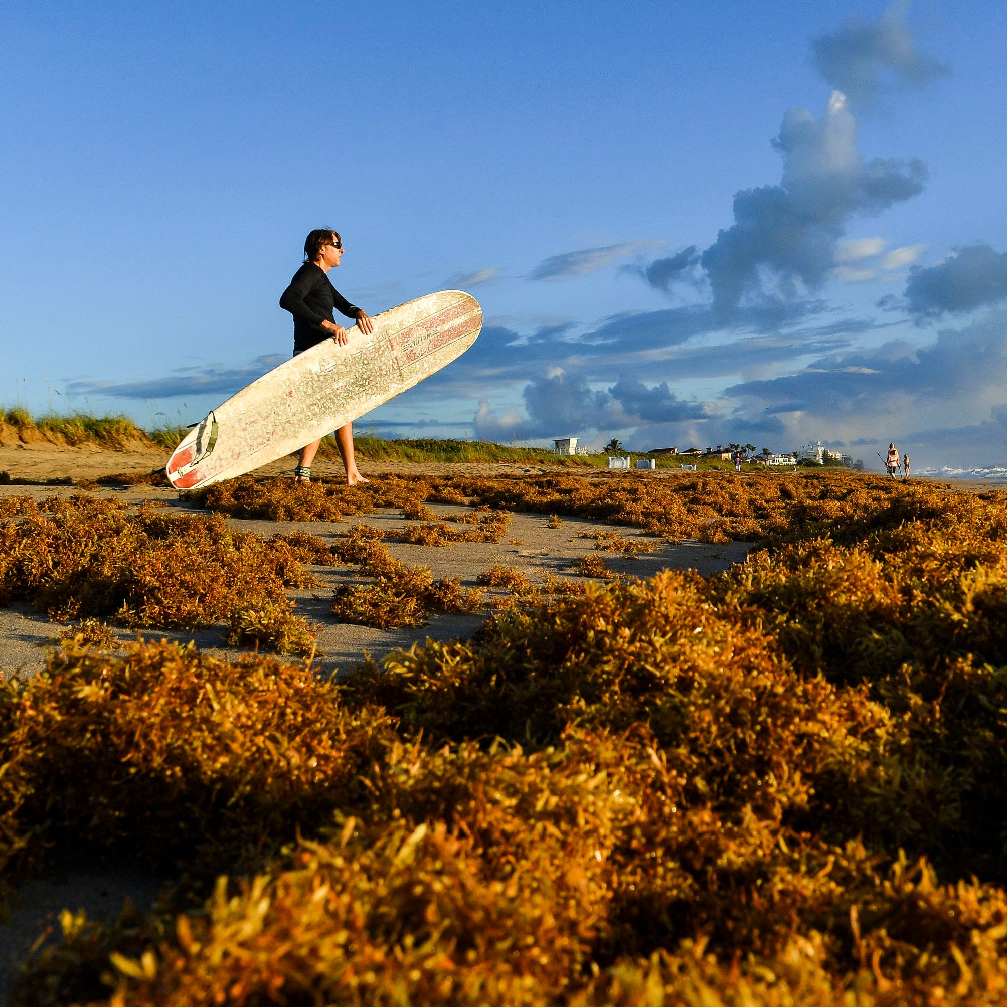 Sargassum seaweed has collected along the shoreline at Jensen Beach Park on Thursday, May, 25, 2023, on Hutchinson Island. The beach is 4191 N.E. Ocean Blvd.