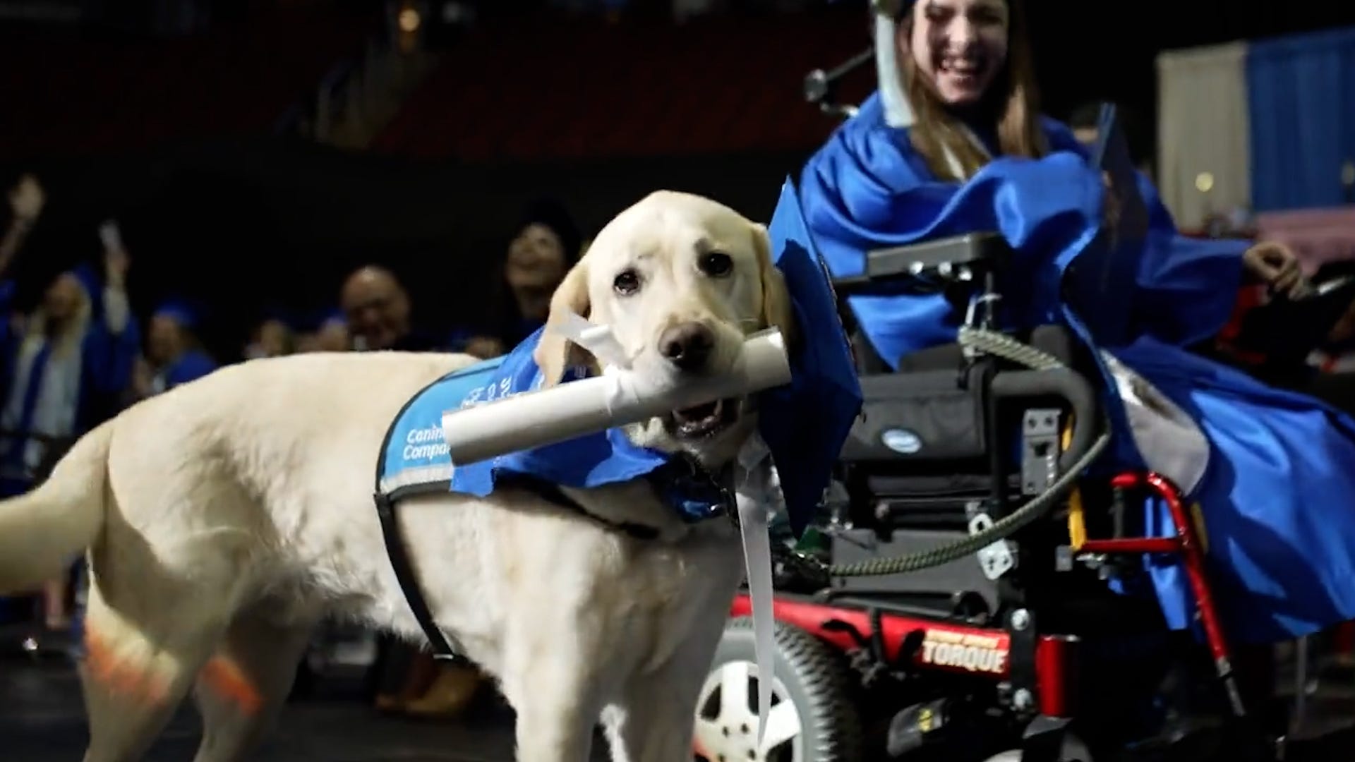 Watch the moment this service dog receives a diploma alongside his graduating owner