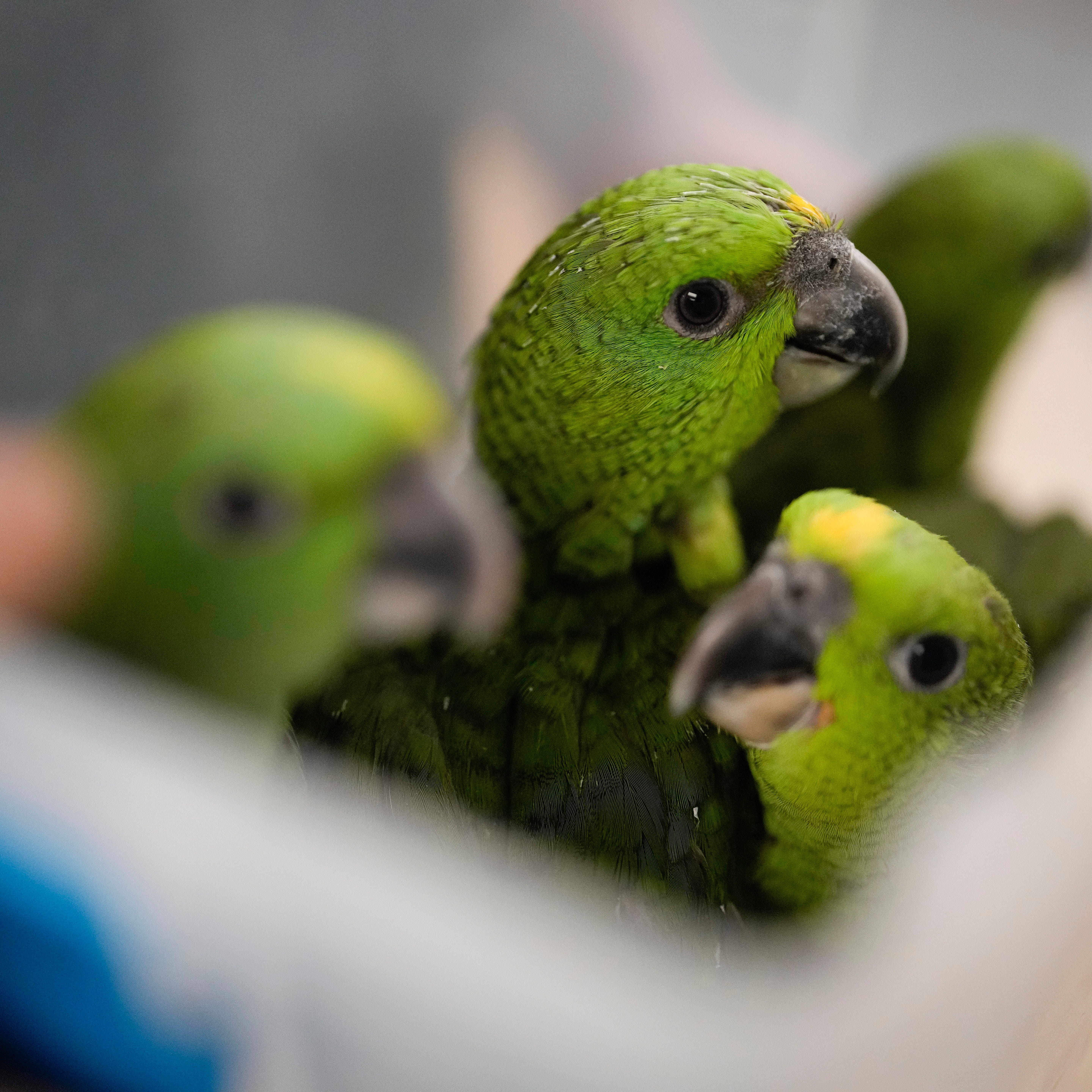 Young yellow-naped Amazon parrots are carried in a plastic tub at the Rare Species Conservatory Foundation in Loxahatchee, Fla., Friday, May 19, 2023. According to a criminal complaint, a smuggler was caught with 29 parrot eggs at Miami International Airport in late March when the eggs began hatching in his carry-on bag while in transit. The RSCF is raising the 24 surviving yellow-naped and red-lored parrots while looking for a long-term home for the birds.