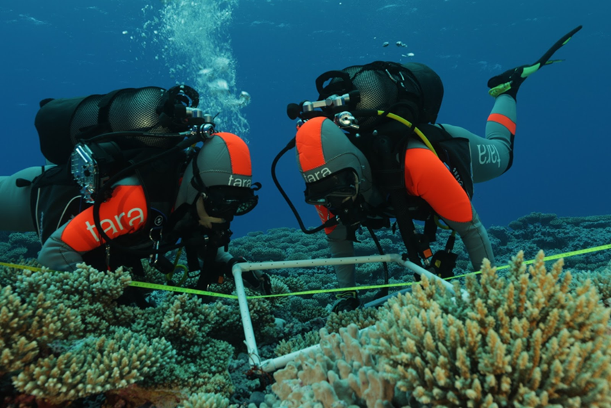 There's way more tiny life on Earth than scientists had thought, study of coral reefs finds