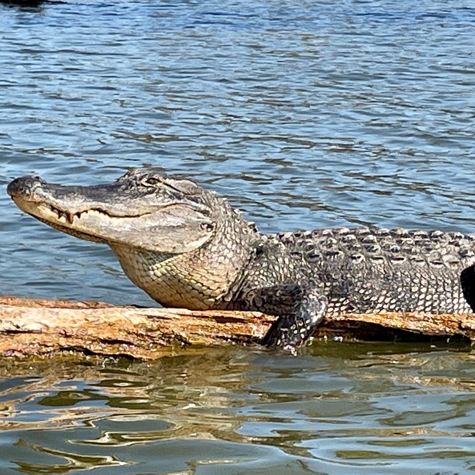 This large Louisiana alligator sunning on a fallen cypress tree in Lake Martin near Breaux Bridge on Nov. 11, 2022.