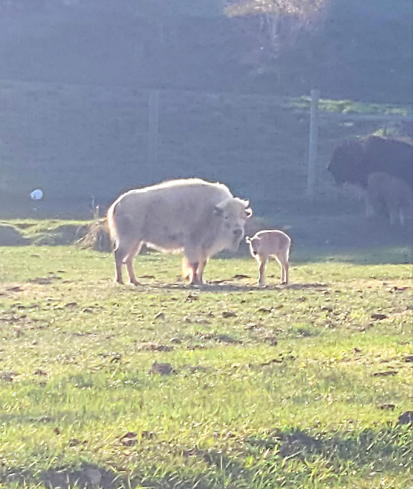 Rare white bison calf born in Wyoming state park draws flocks of visitors