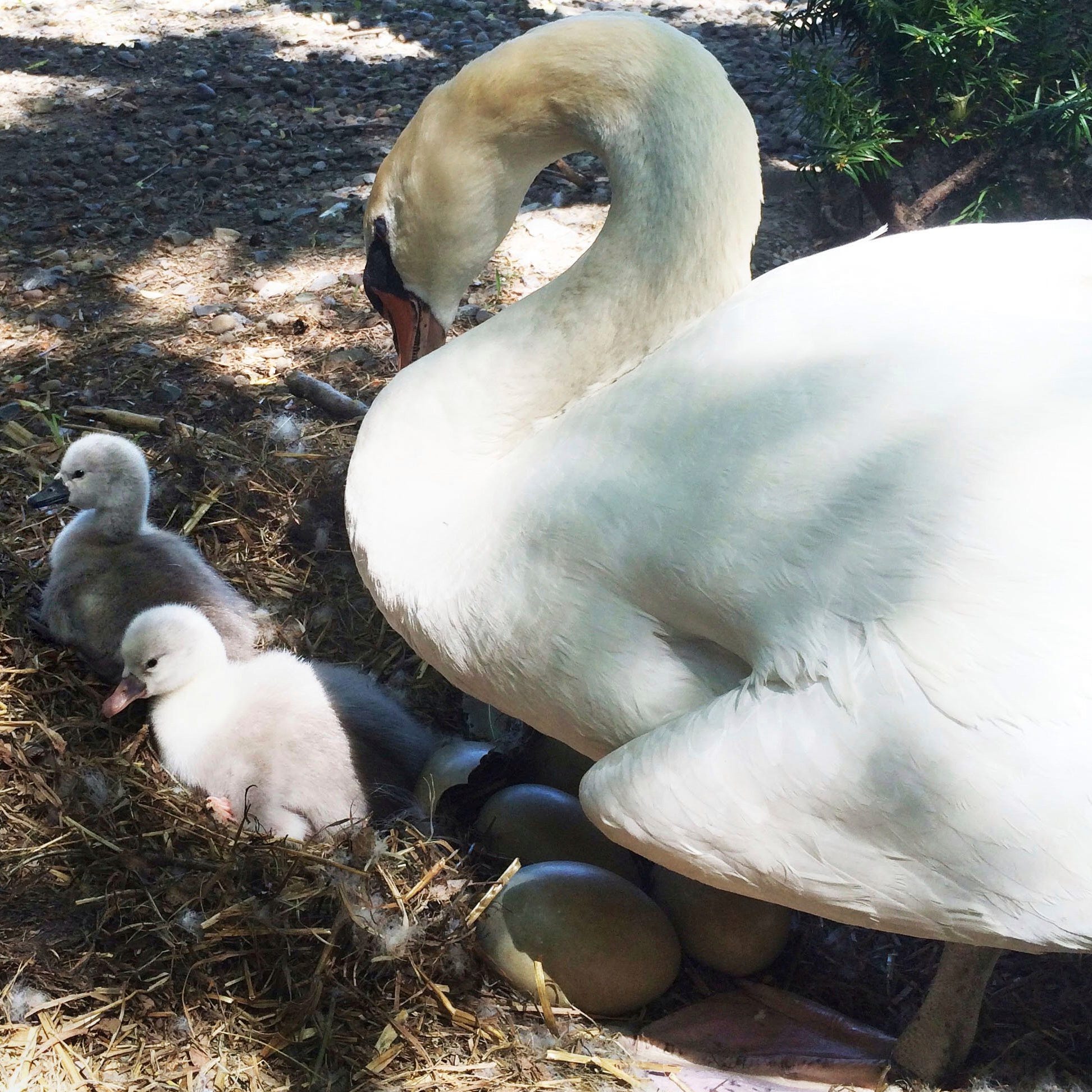 In this June 2014 photo, Faye, a swan, tends to two baby cygnets at the Manlius Swan Pond in Manlius, N.Y.